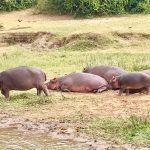 Challenge Ruwenzori Mountain-Bike Solidario hipopótamos