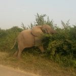 Challenge Ruwenzori Mountain-Bike Solidario un elefante en el camino